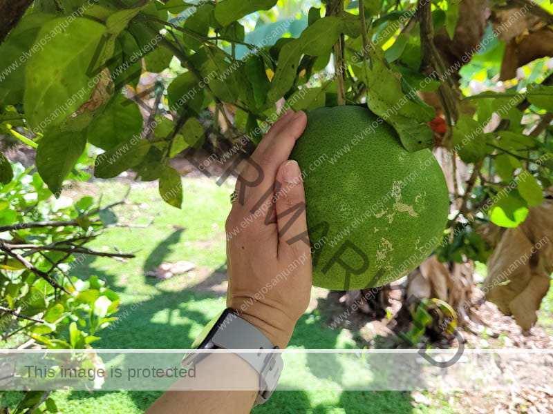 La Influencia de la Comida Puertorriqueña en la Nutrición Moderna